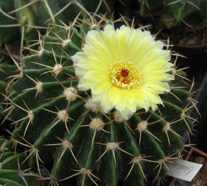 Wigginsia courantii Gf341 Sao Gabriel